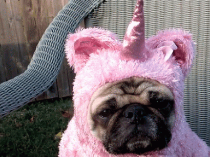 41 kere maşallah dedirten birbirinden komik 41 köpek gifi