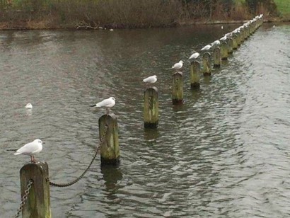 Sosyal mesafeyi insanlardan daha iyi uygulayan hayvanlar
