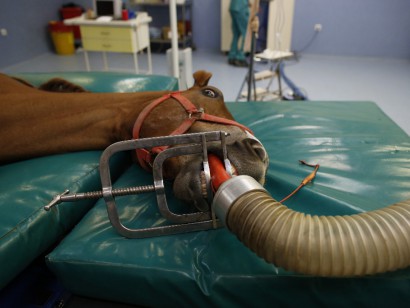 Veliefendi Hipodromu At Hastanesinden 26 fotoğraf