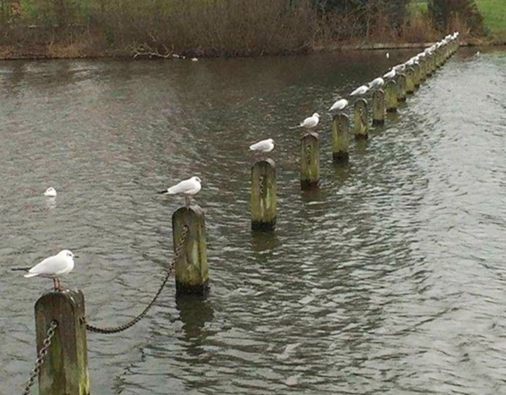 Sosyal mesafeyi insanlardan daha iyi uygulayan hayvanlar